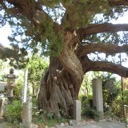 天然記念物に指定されている樹齢800年のビャクシンがあります。