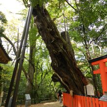 水谷神社イブキの古木