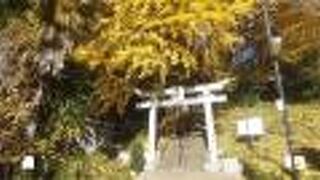 大イチョウが見ごたえあり