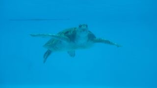海洋博公園内の無料施設　ウミガメ館