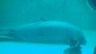 海洋博公園の無料施設　マナティー館