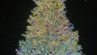 クリスマスツリー点灯式に雪が降りました！