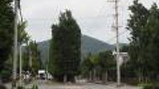 フクギの木が並んでいる