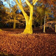 洗玉澗の散紅葉