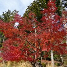 道の駅に隣接する緑地公園の紅葉
