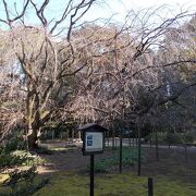 樹齢70年の大きなしだれ桜です。