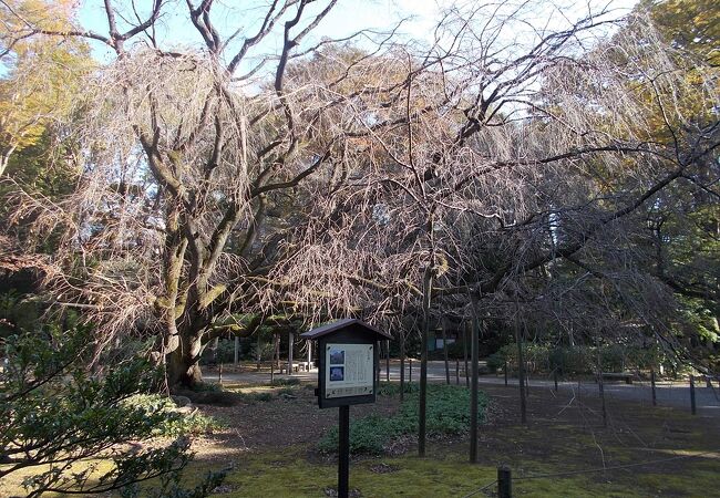 六義園 しだれ桜 クチコミ アクセス 営業時間 大塚 巣鴨 駒込 フォートラベル