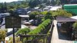 横に伸びる見事な松