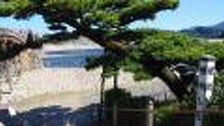 錦帯橋のたもとに植えられた松