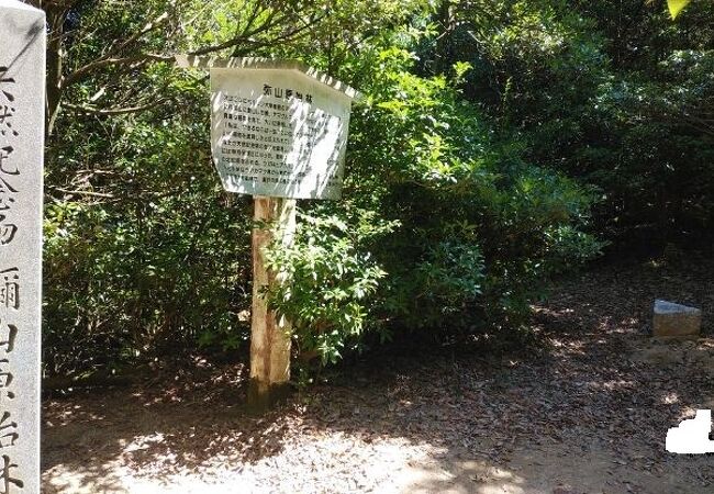 弥山原始林 クチコミ アクセス 営業時間 宮島 厳島神社 フォートラベル 弥山原始林 クチコミ アクセス 営業時間 宮島 厳島神社 フォートラベル