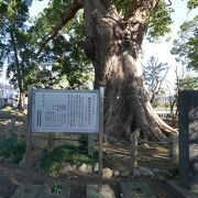 浅間神社にある巨大なクスの木