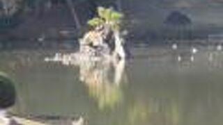 小さな岩でなるっている島です。