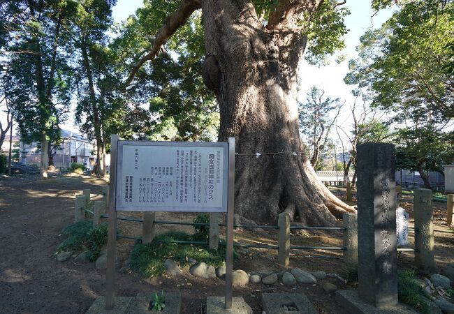 浅間神社にある巨大なクスの木