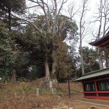 三芳野神社初雁の木