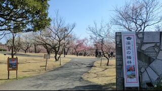 梅の花を見に行きました