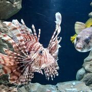 さかなクンの応援もあって、東日本大震災の被害から立ち直った水族館