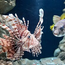 久慈地下水族科学館もぐらんぴあ内、水槽展示の一部。