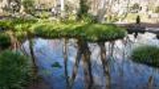 清流流れる三島の町、駅そばの白滝公園