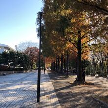 右が公園通り！