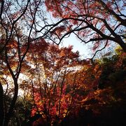 紅葉の時期でも寂しげな雰囲気ただよう一碧湖