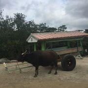 由布島へは水牛車で行きます。