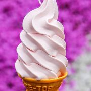 ほんのり塩味の芝桜ソフトクリームがオススメ！