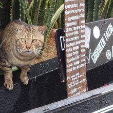 入り口で猫がお出迎えしてくれました