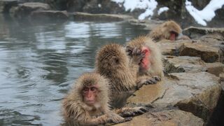猿が温泉につかっていました
