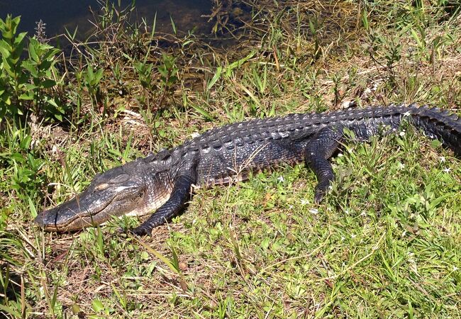 エバーグレーズ国立公園 クチコミ アクセス 営業時間 エバーグレーズ国立公園周辺 フォートラベル エバーグレーズ国立公園 クチコミ アクセス 営業時間 エバーグレーズ国立公園周辺 フォートラベル