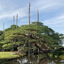 雪吊りの準備中