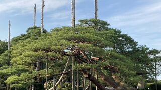 雪吊りの準備をしていました