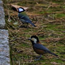 ヤマガラとシジュウガラ