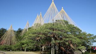 晩秋には冬の豪雪に備えた雪吊りがとても風情がある日本3大名園