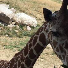 キリンに餌やり