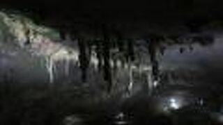 鍾乳洞ではよく見るかな