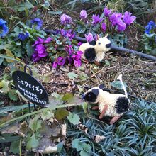 お花畑に放牧中のうし