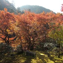 石水院の南面の紅葉を見渡す