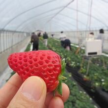 真っ赤ないちご狩り美味しい