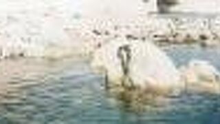 尖閣湾からすぐ