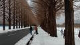 雪の中のメタセコイヤ並木