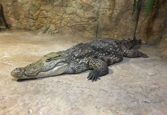 古きよき水族館