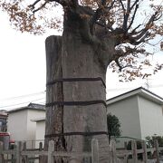 台風の被害によって折れたところも