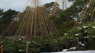 雪吊りが見れます