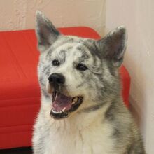 凛々しいわんこ　さくらちゃん