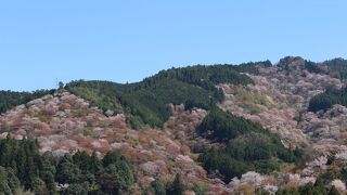 言わずと知れた桜の名所