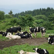 放牧されている八雲町育成牧場の牛の様子