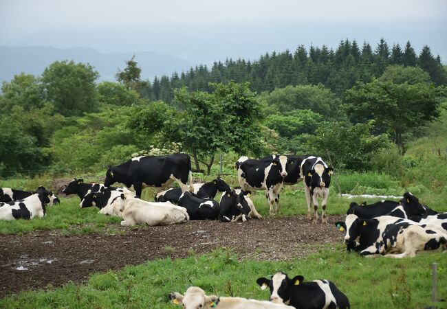 広大な敷地で牛を育てている牧場