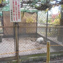 和気神社の白猪