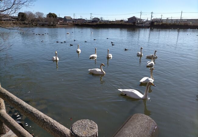 常陸太田 東海村の公園 植物園 クチコミ人気ランキングtop7 フォートラベル 茨城県
