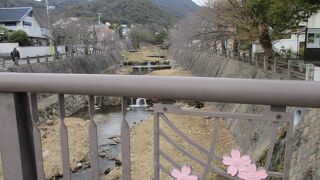 鴨が泳いでいました